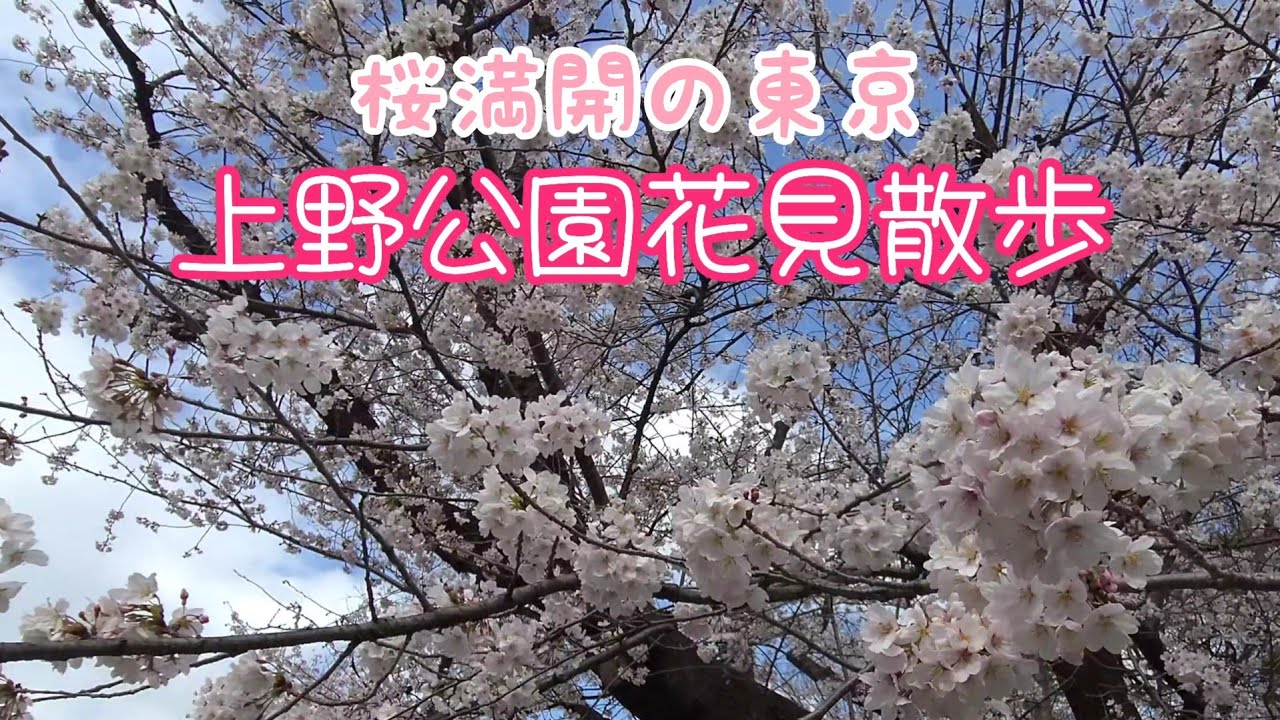 【満開の桜を見に上野公園へ…】《ちゃんぽ》第35回  春の上野公園
