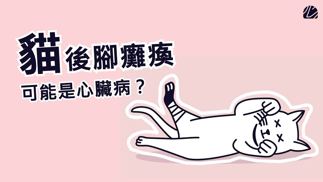【心臟病犬貓照護指南】EP4 貓咪後肢突然癱瘓 該怎麼辦!!