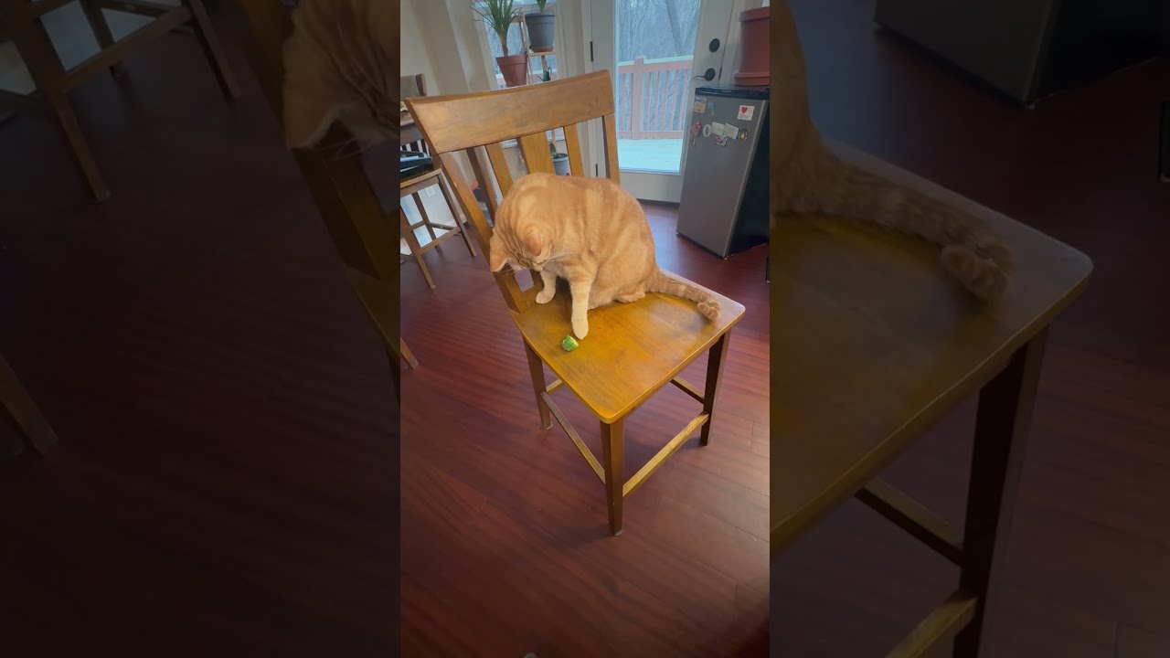 Simba play with the cucumber! 