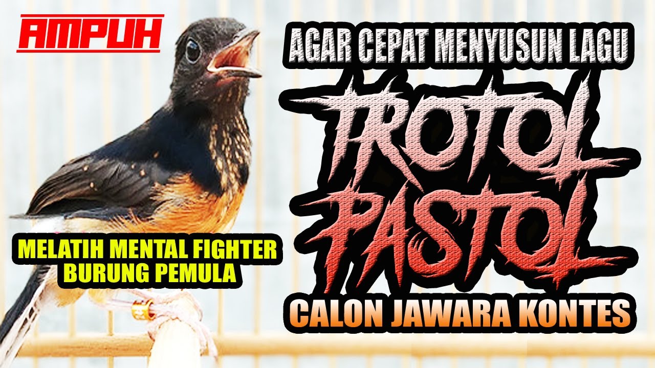 TROTOL & PASTOL AGAR CEPAT MENYUSUN LAGU DAN BERMENTAL FIGHTER || pancingan & masteran pemula