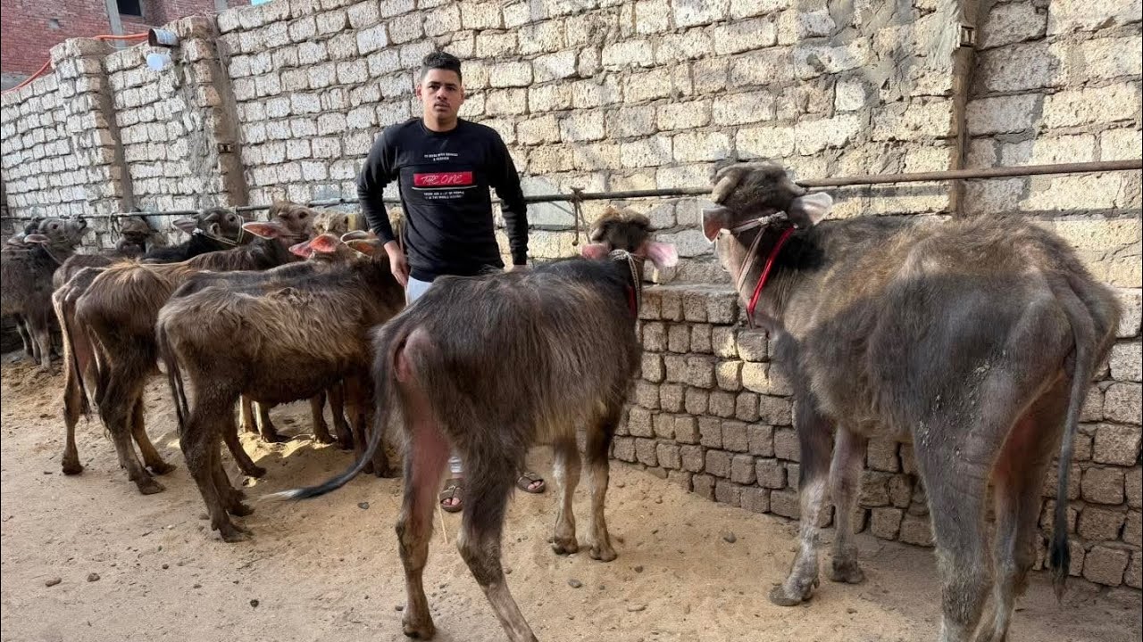 المتابعين تحضر هنا فورا عشان العرض مش عادي في اسعار  الجاموس العجول والعجلات بمزرعة المعلم ادهم