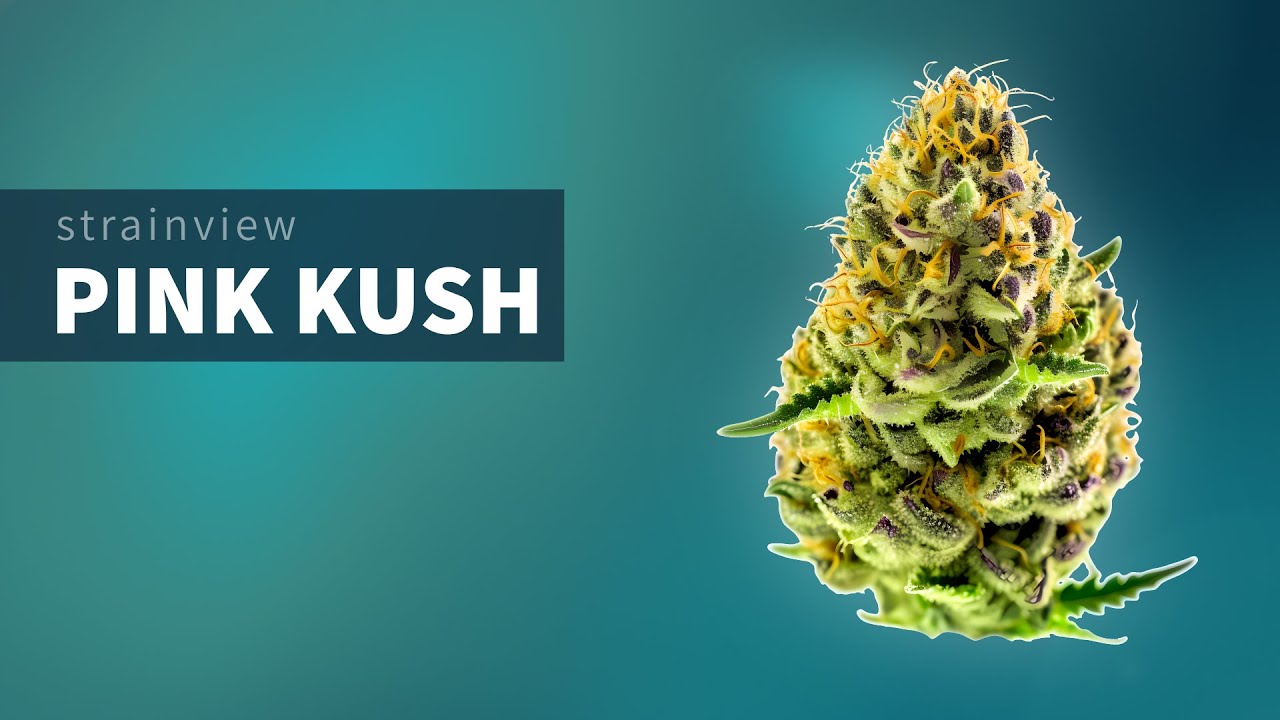 Pink Kush - StrainView