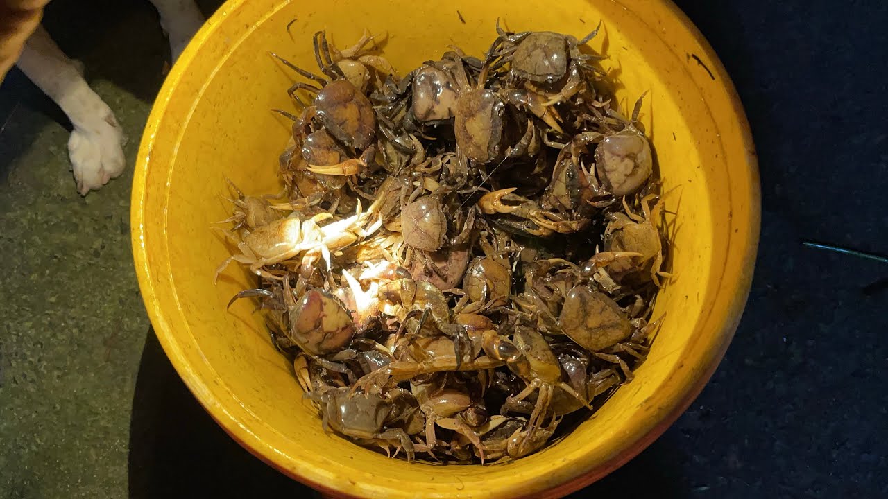 Chiều 5 giờ đặt tối 8 giờ thăm cũng ổn Lắm mọi người ơi #bẫycuađồng 