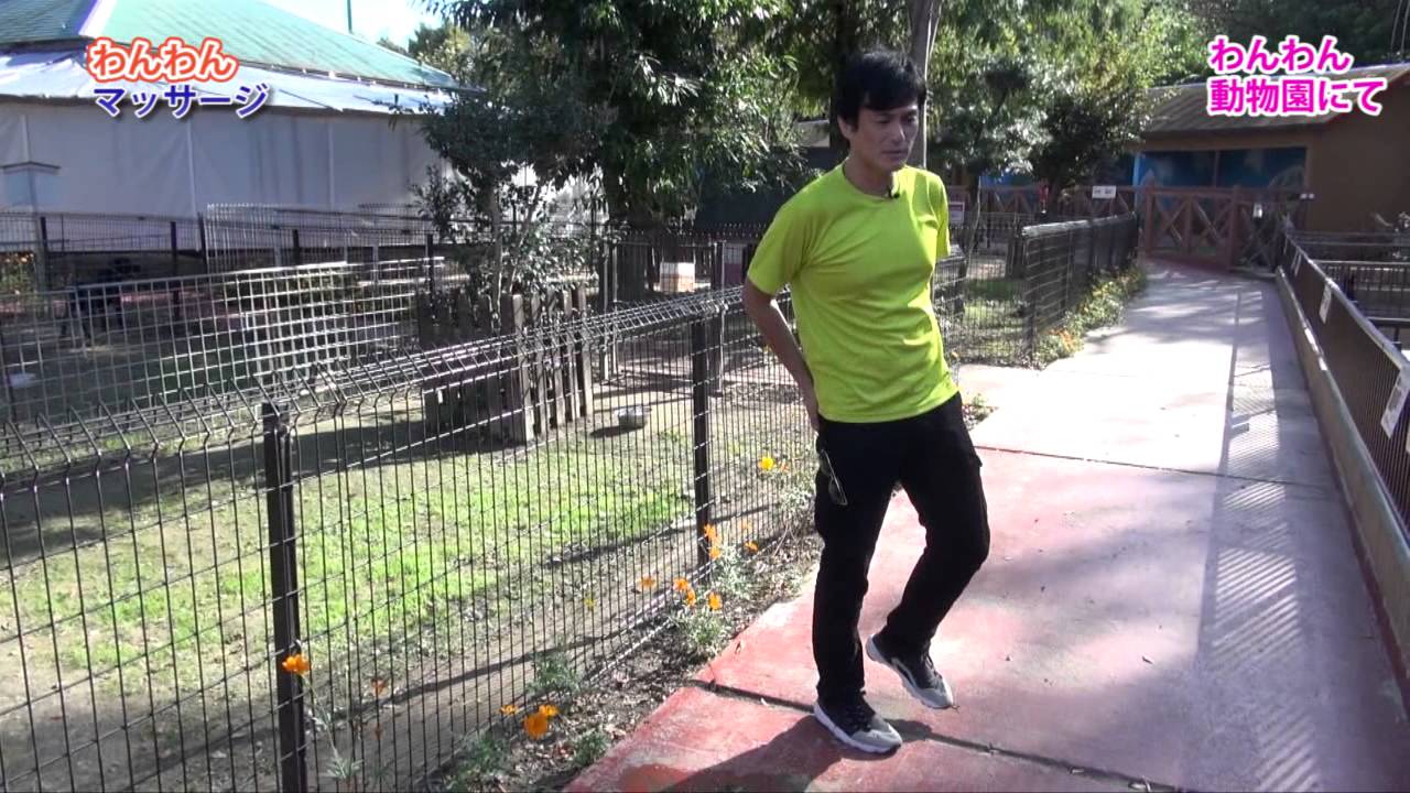 1/3【犬も肩こり】？ワンんちゃんにマッサーしたよ！世界の指圧師KEN