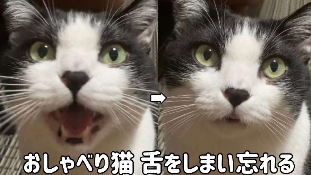 『ん』や『わ』から始まる鳴き声の猫！全力でおしゃべりしたすえ舌をしまい忘れてしまう…笑
