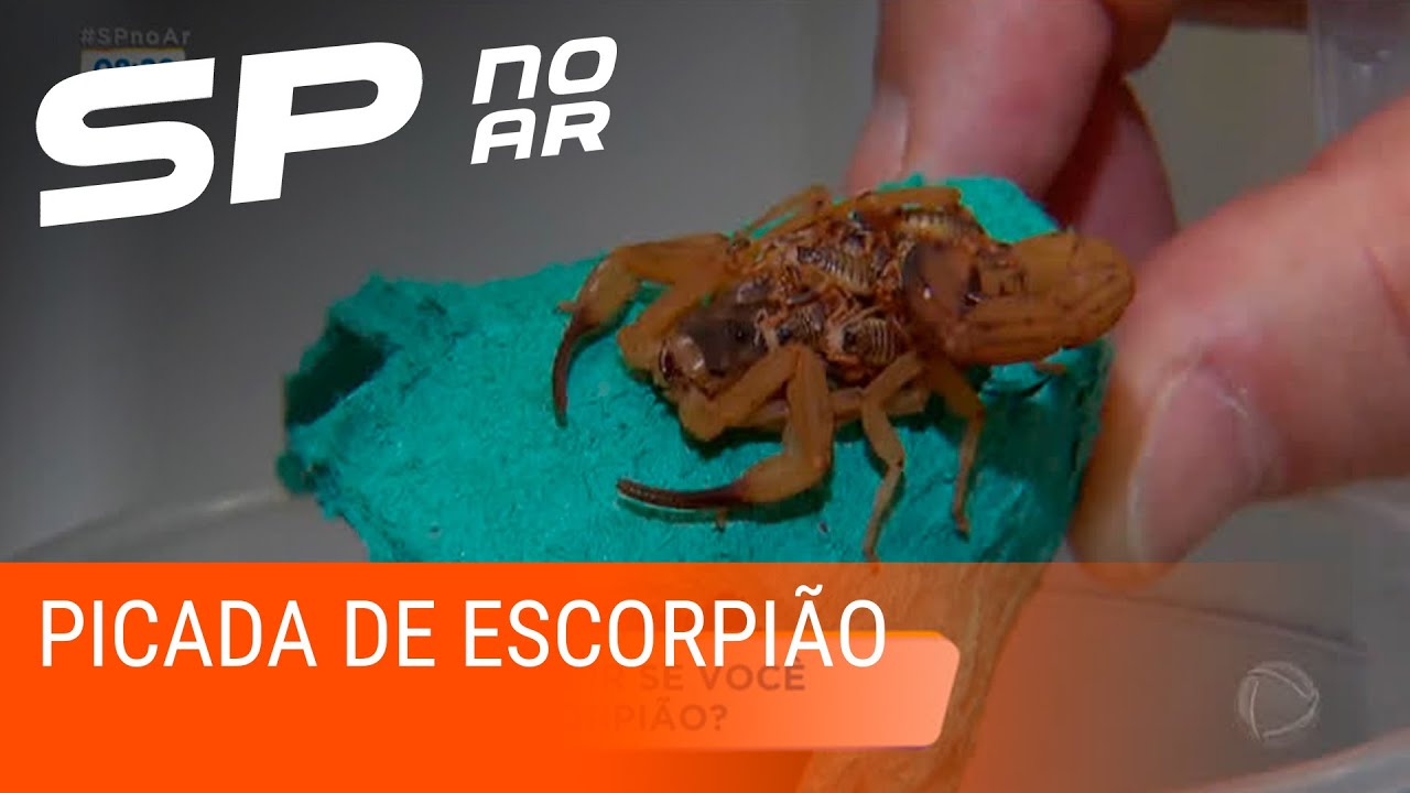 Saiba o que fazer ao ser picado por um escorpião