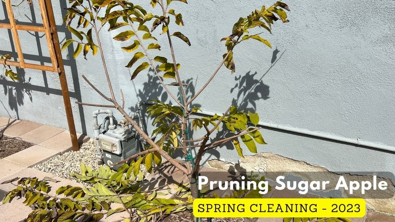 How I Prune My Sugar Apple - Southern California