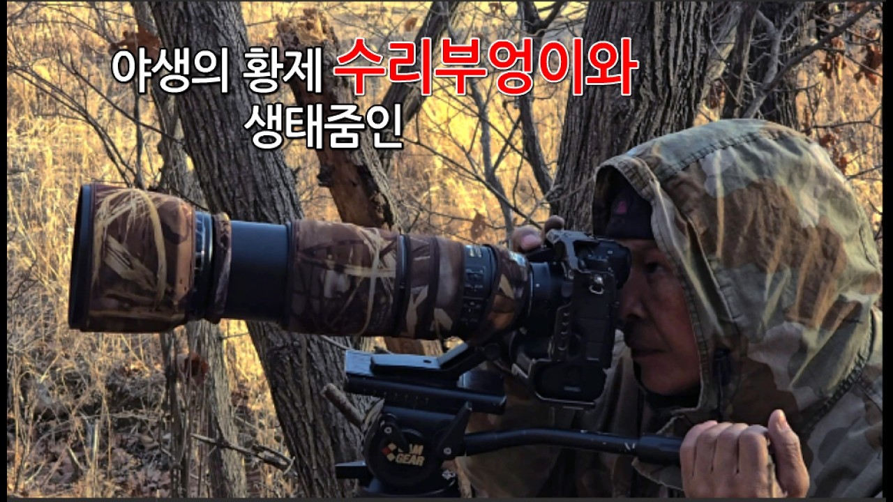 야생의 황제 수리부엉이와 생태줌인