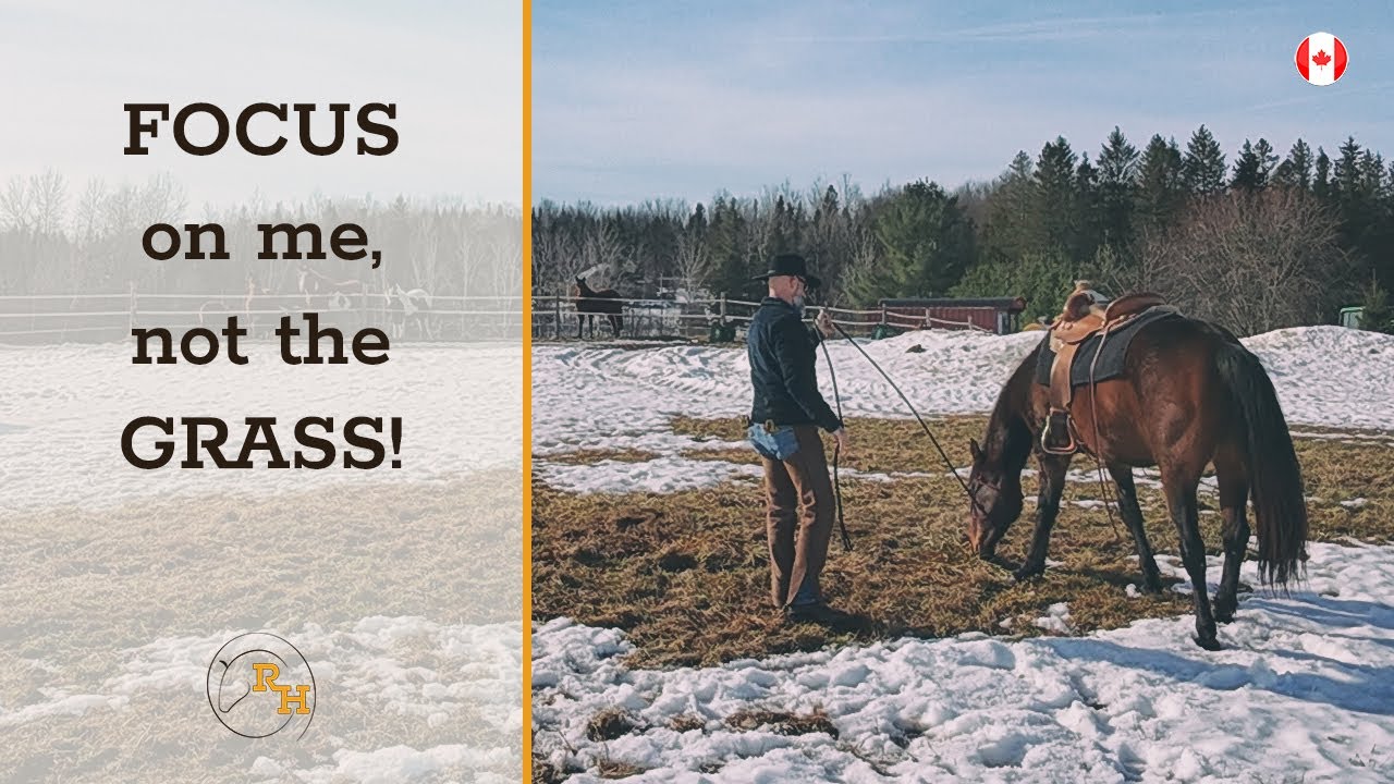 Stopping a Horse From Eating Grass All Day Long  | Horse Training