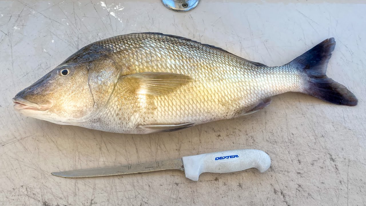 How To Fillet White Margate (White Grunt Silver Snapper)