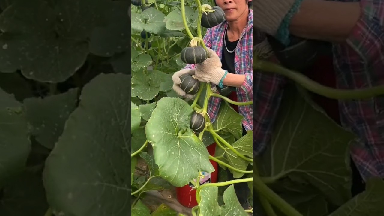 si raccolgono le zucche fresche