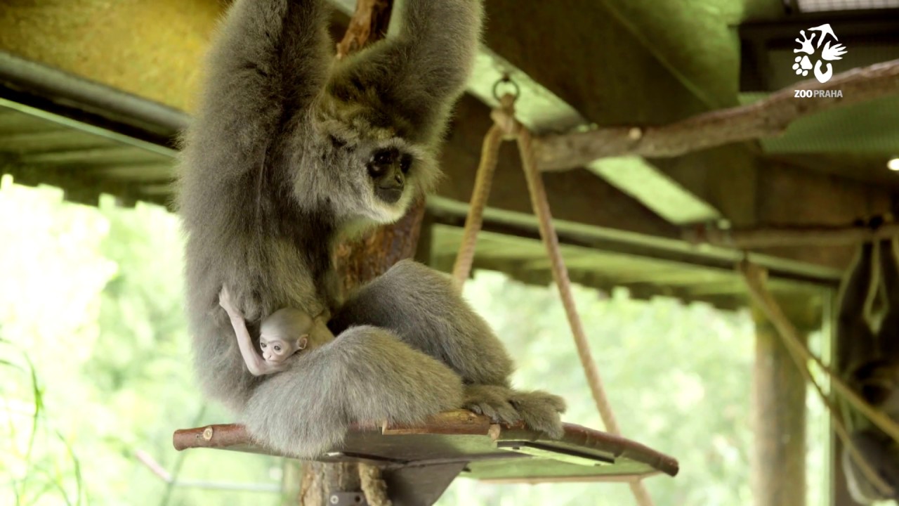 Zoo Praha:  Létající opice