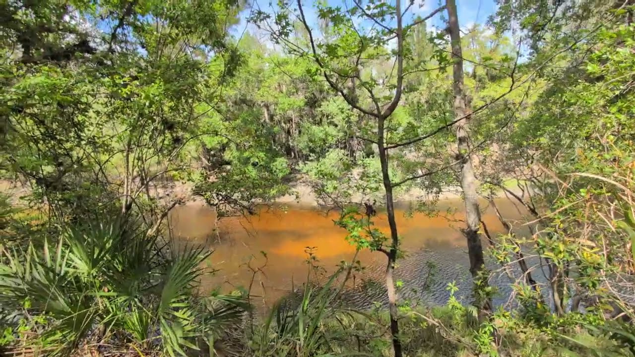 Orange Econlockhatchee & River Trail with Saw Palmetto in Little Big Econ State Forest! Geneva 