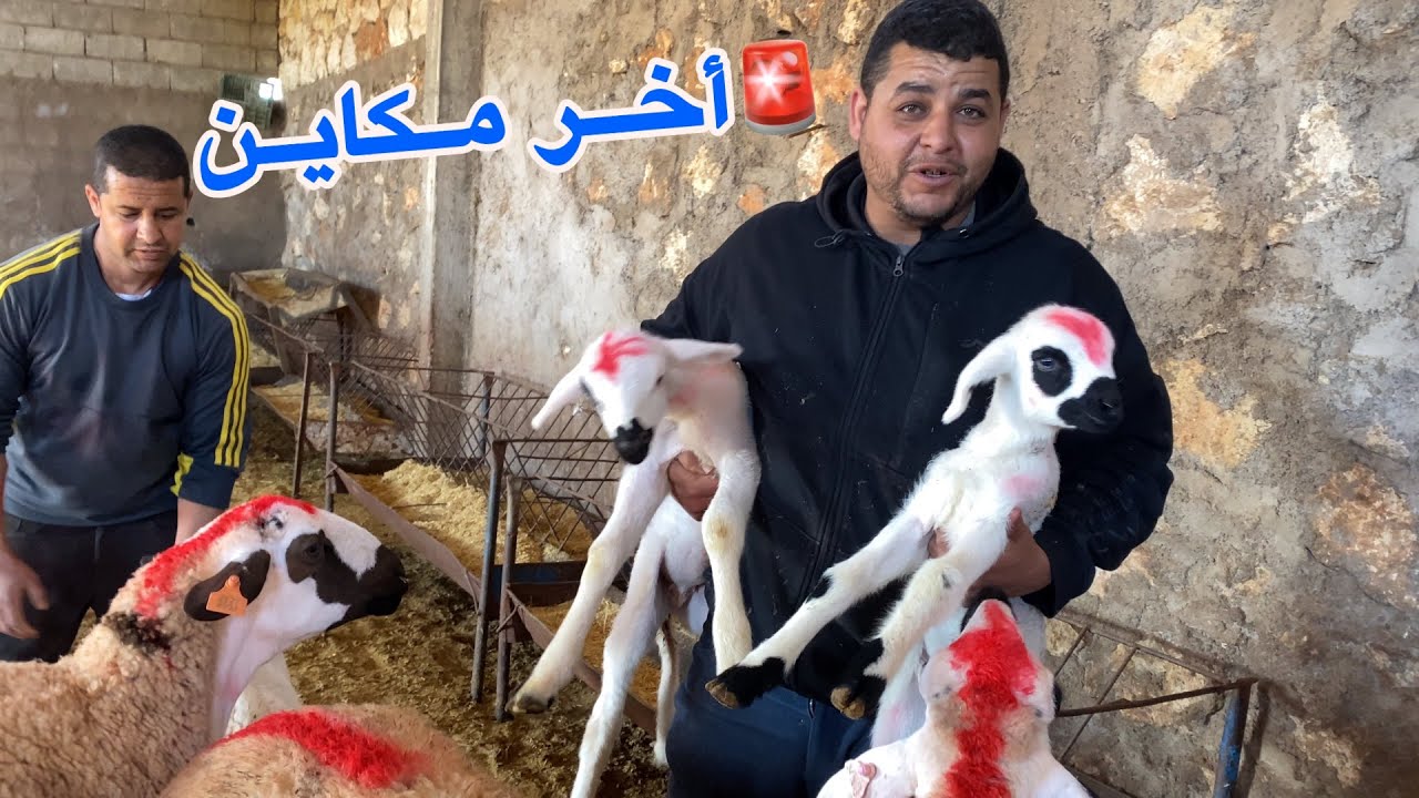 🚨أخر مكاين في النعجة صردية 15النعجة والدين فيها 10والدات 8ذكورة 3حوليات و5النعجات دفعات على ميلاد 🐏