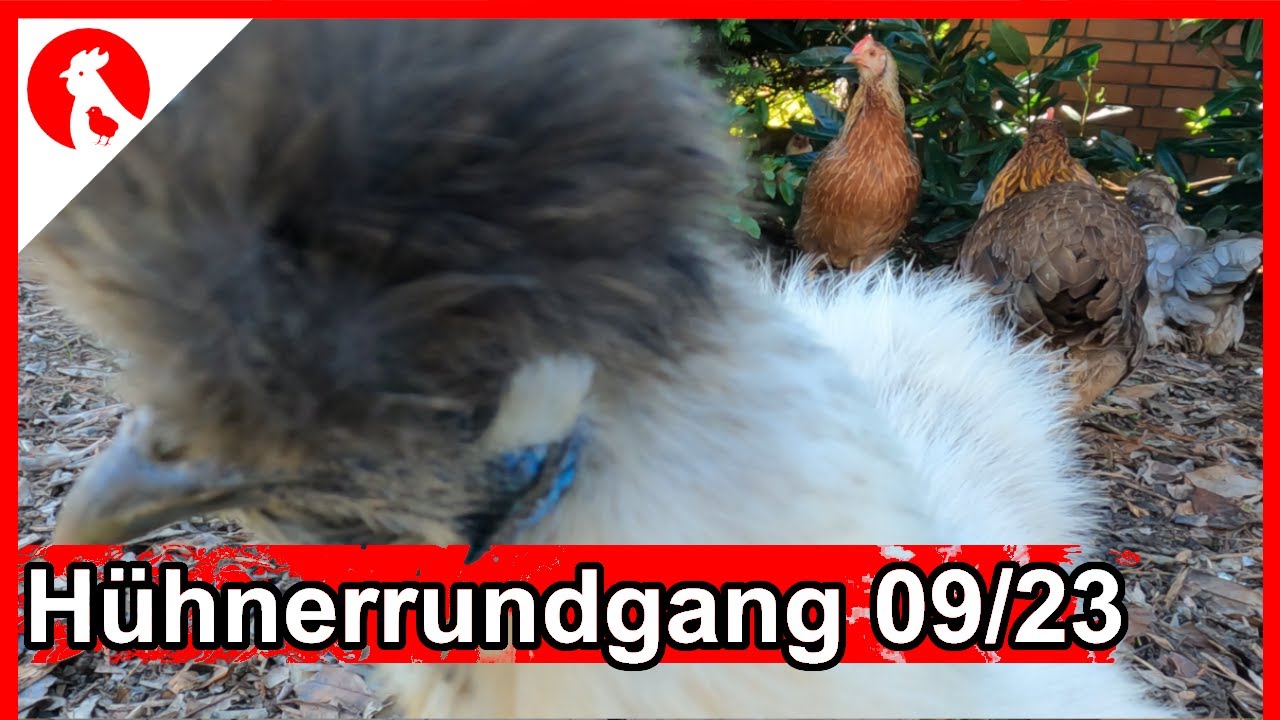F193 H&uuml;hner Rundgang 09/23 -  Jensman and the Huhns
