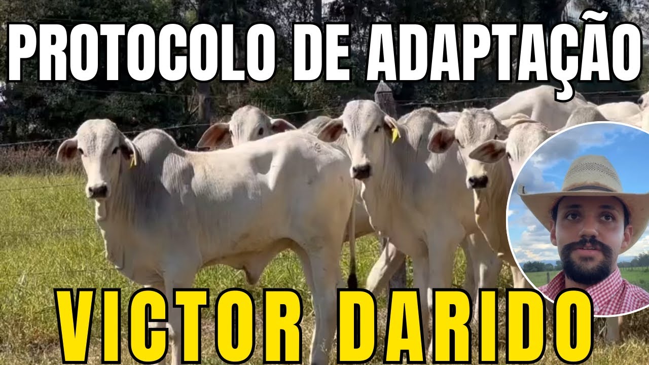 PROTOCOLO DE ADAPTAÇÃO NA PECUÁRIA (VICTOR DARIDO)