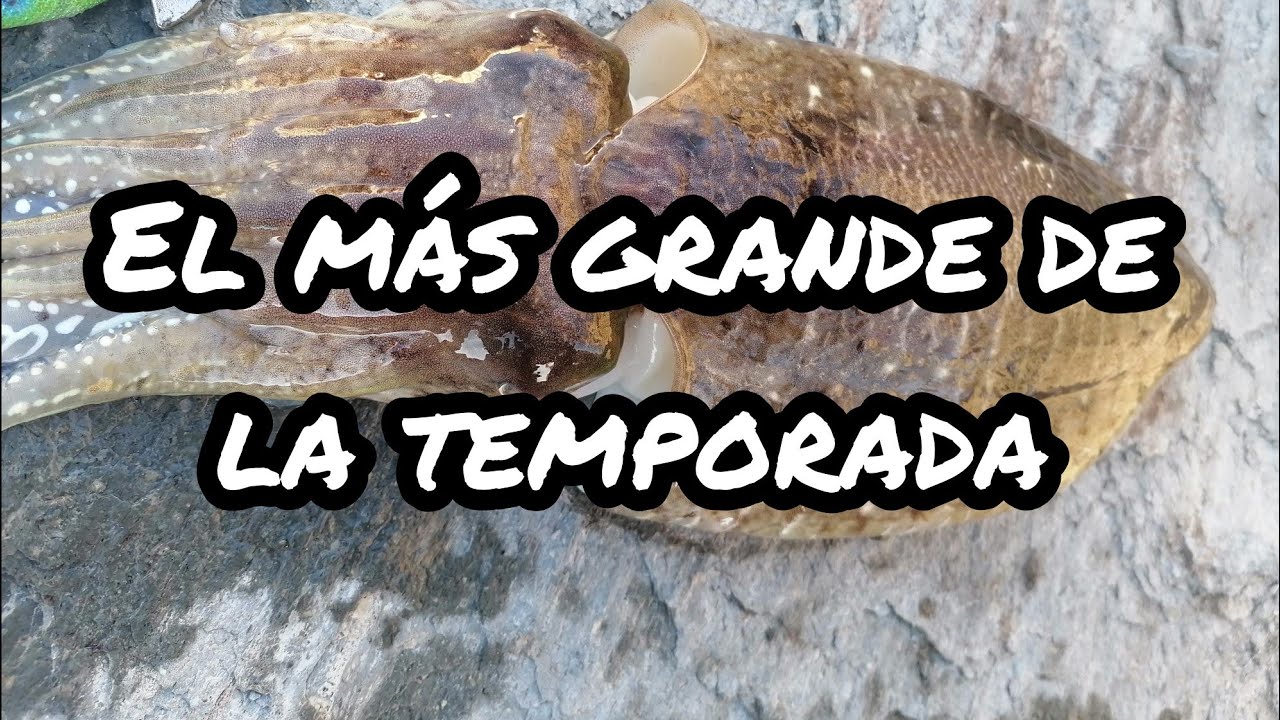 Eging y Sepias Enormes...Casi me mato varias veces pero fue un magnifico día