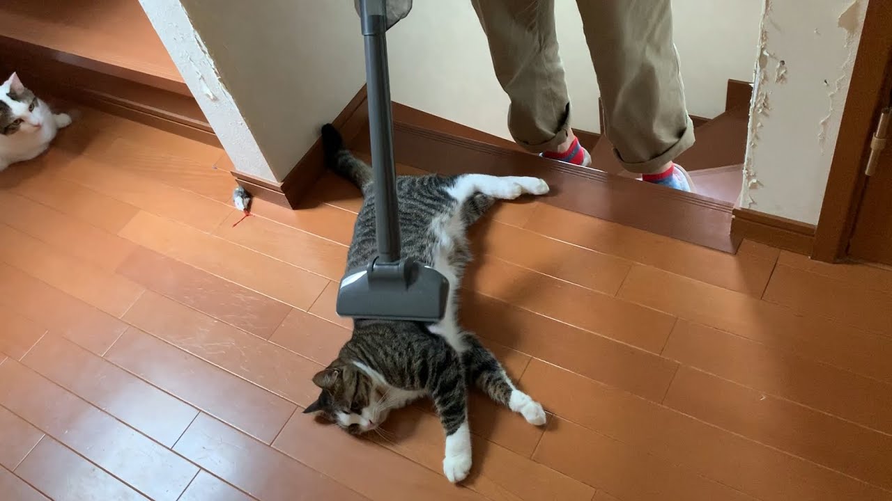 掃除機で吸わせてあげる猫