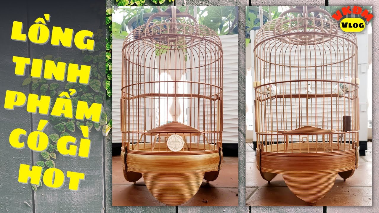 Lồng tinh phẩm có gì HOT? | VKĐM