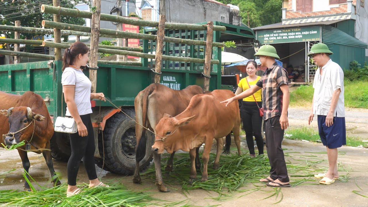Buy Cows From Farmers Go To Sell At Market - Use Sister-in-law's Truck To Transport Cows To Sell