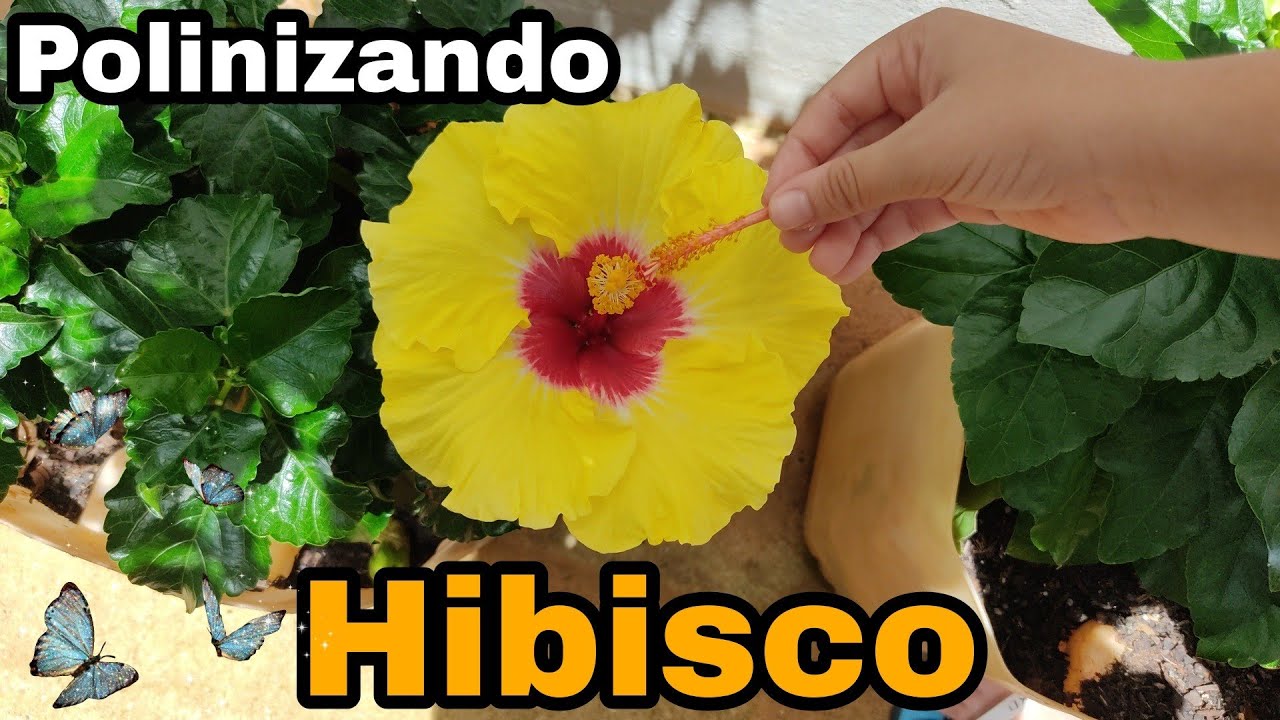 POLINIZAÇÃO DO HIBISCO 🌈😍🦋