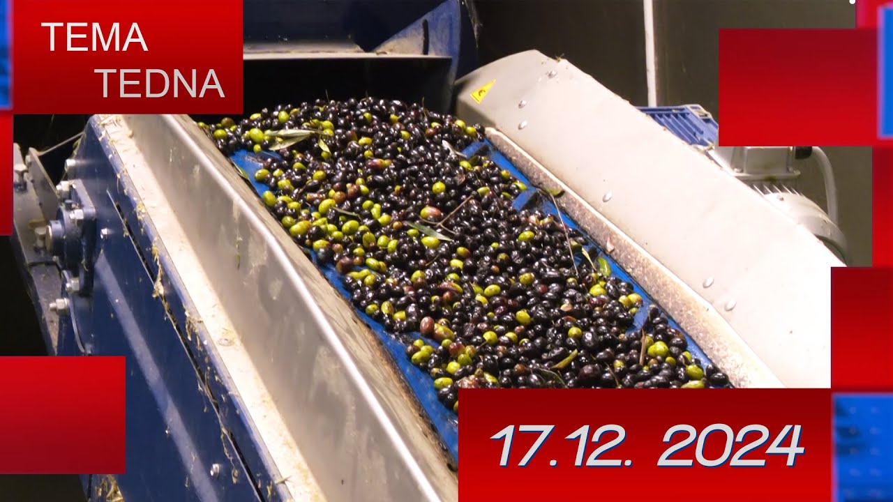 Tema tedna:  Oljke, olje in tradicija