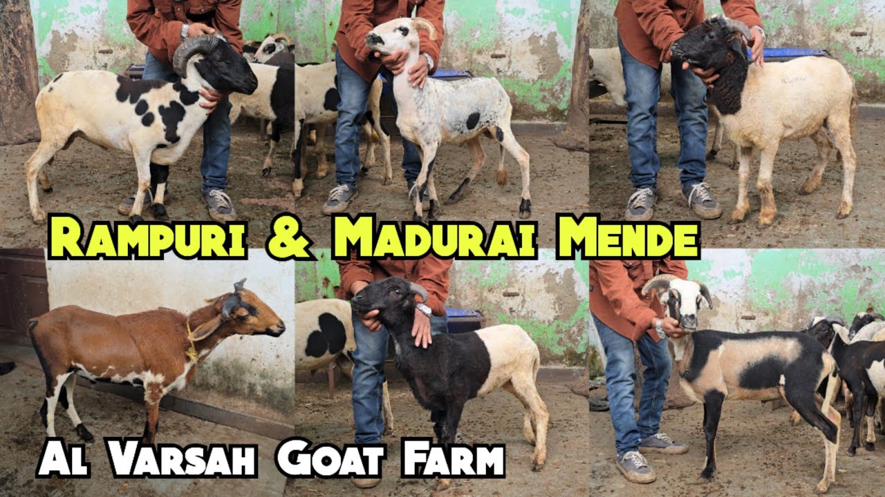 Rampuri baby sheep's available in Hyderabad at Al Varsah 🐐 farm | Rampuri & madurai mende in Hyd