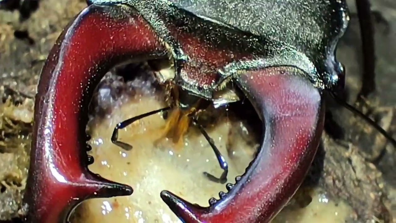 Lucanus Cervus (part 5) - Eating tree sap -  Male and Female