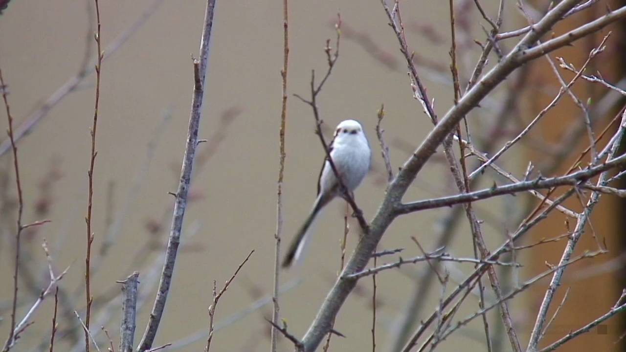 エナガ（3）シマエナガ（道央） - Long-tailed tit - Wild Bird - 野鳥 動画図鑑
