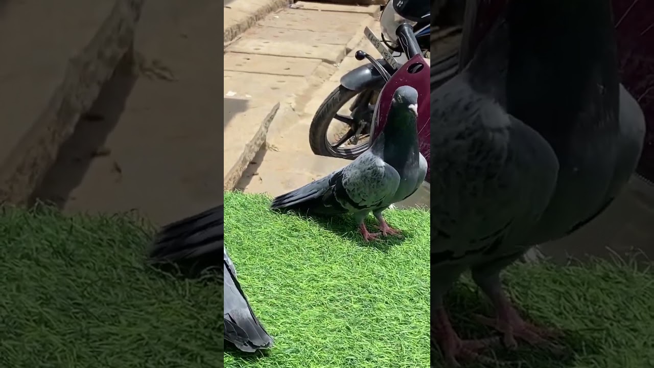 Old line pigeon for sale in Bangalore 2024👉99807 87471
