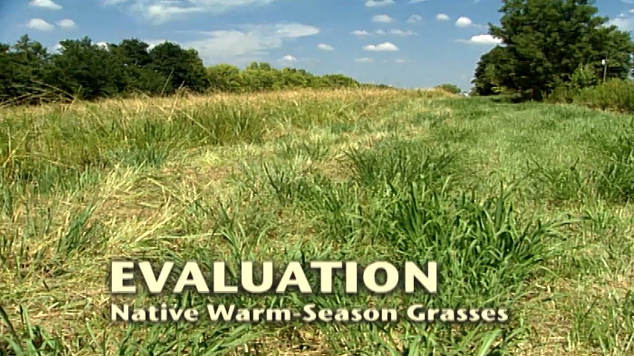 Warm Season Grasses (4 of 5) 