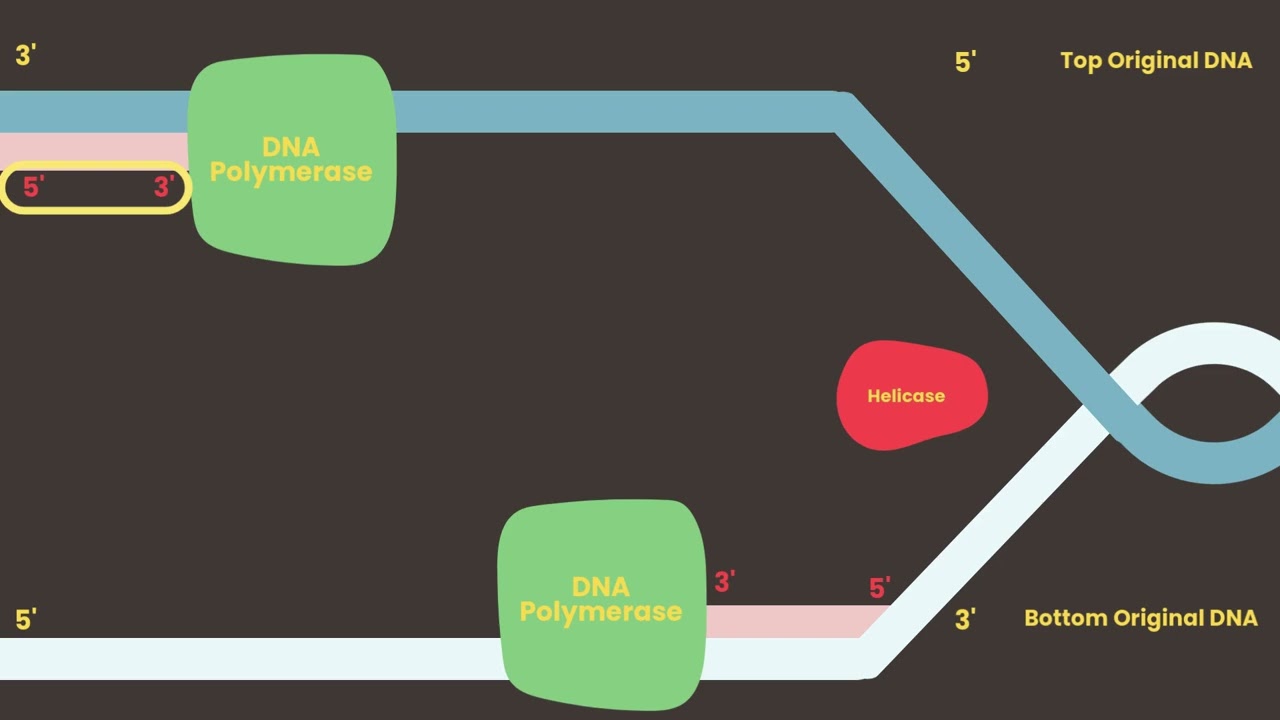 Microlecture DNA Replication