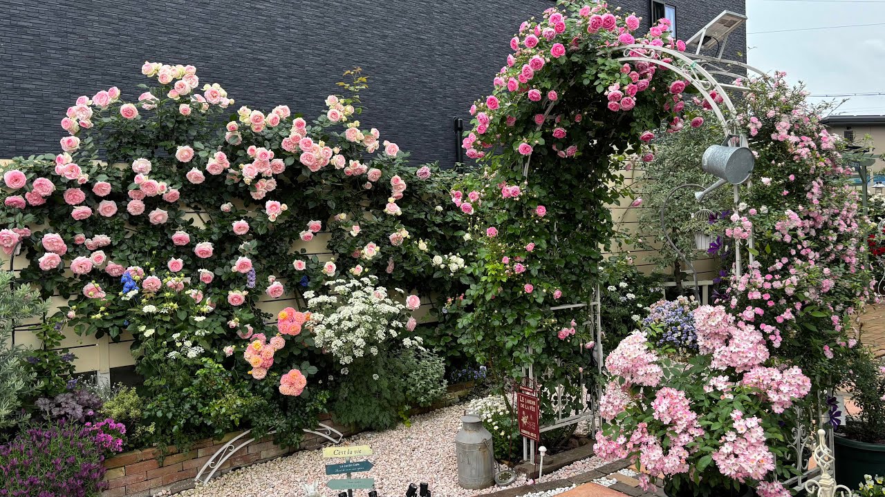 Ｂ型ともこのバラ庭🌹🪴