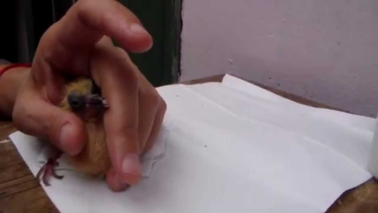 Pichón de Paloma