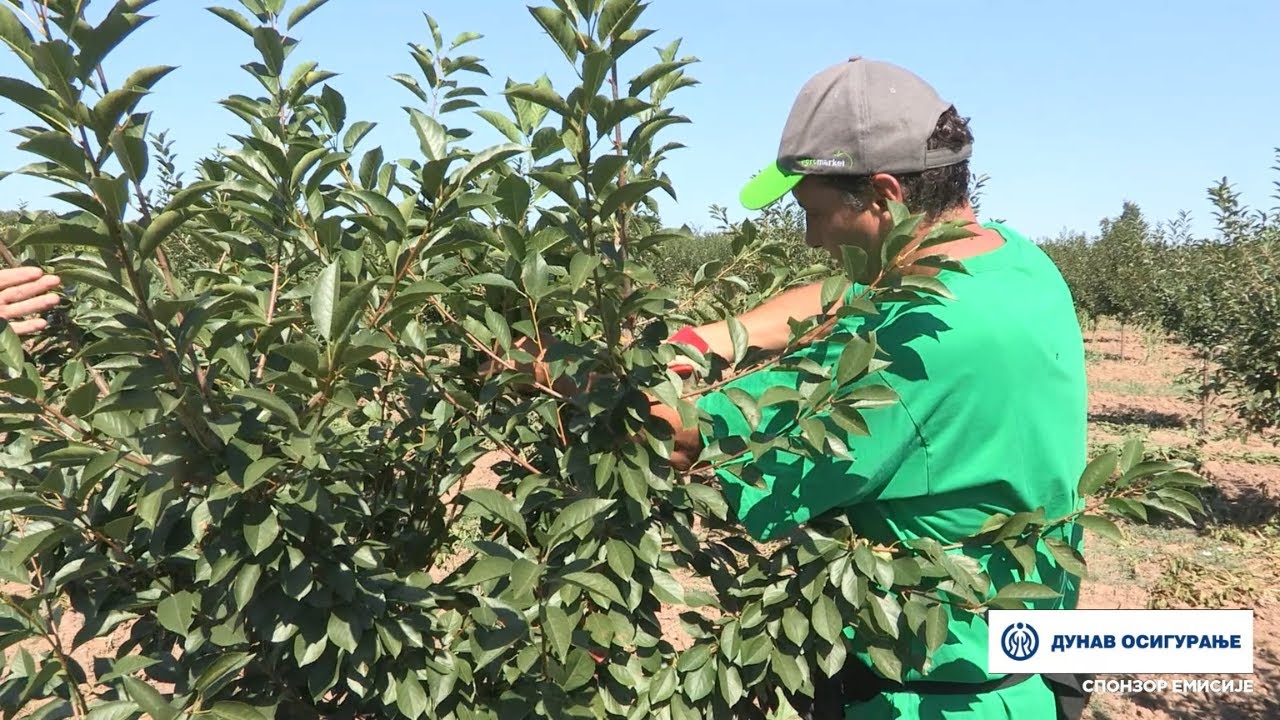 Imamo rešenje ep. 164 25.07.2022. Zelena rezidba višnje, Dipl. inž. Radoslav Cvetković, Blaznava