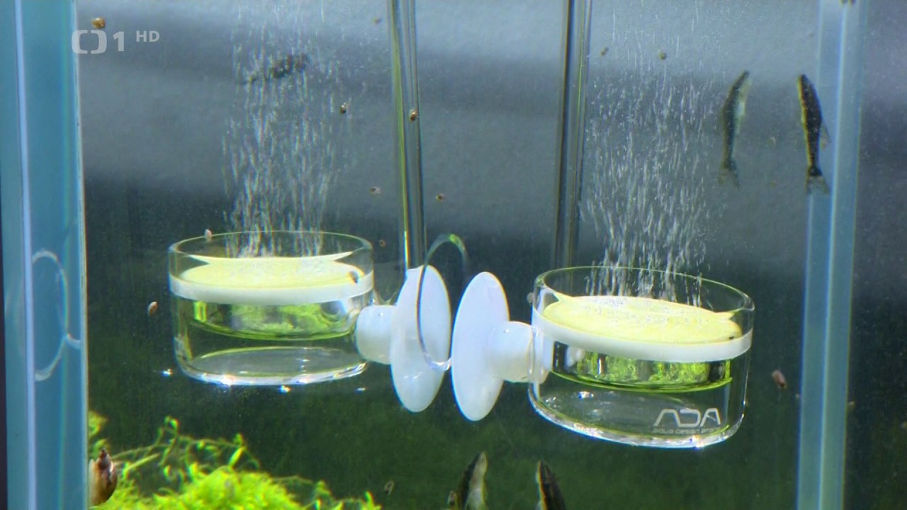 CT 1 HD   Polopatě 19.2 2017 - Aquascape
