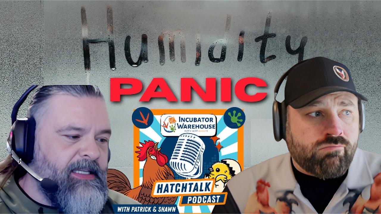 Humidity Panic: How to Control Levels & Avoid Spikes in Incubation | HatchTalk