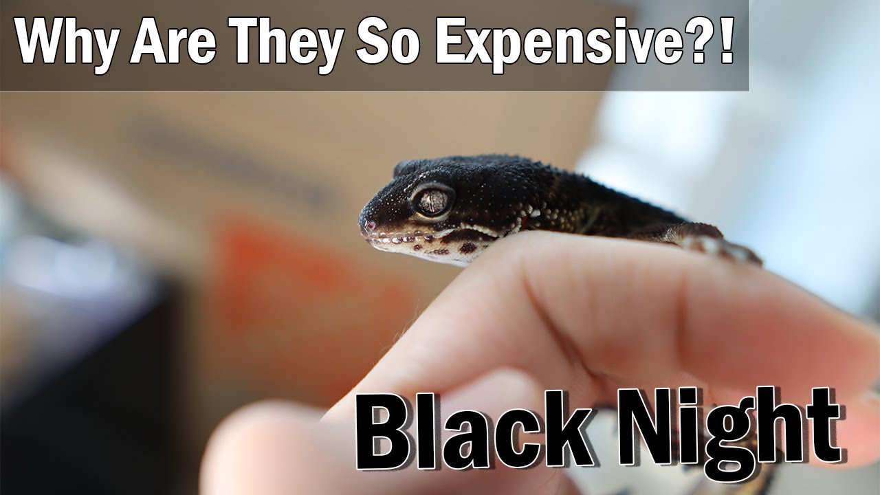 Top 3 Reasons Why Black Night Leopard Geckos Are Expensive | GECKOPIA