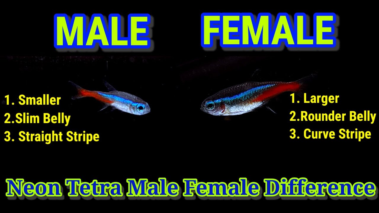 How To Identify Male Or Female Neon Tetra