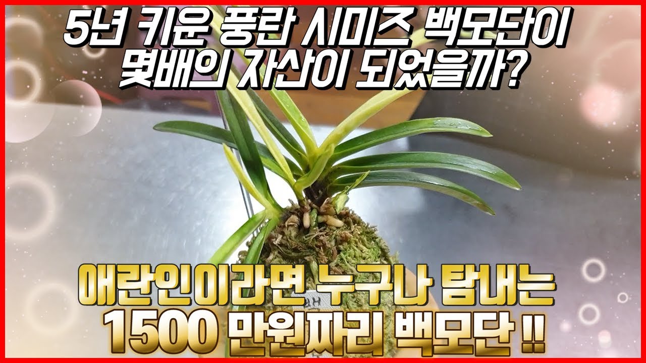 5년 키운 풍란 시미즈 백모단이 몇배의 자산이 되었을까? 애란인이라면 누구나 탐내는 1500만원짜리 백모단!!