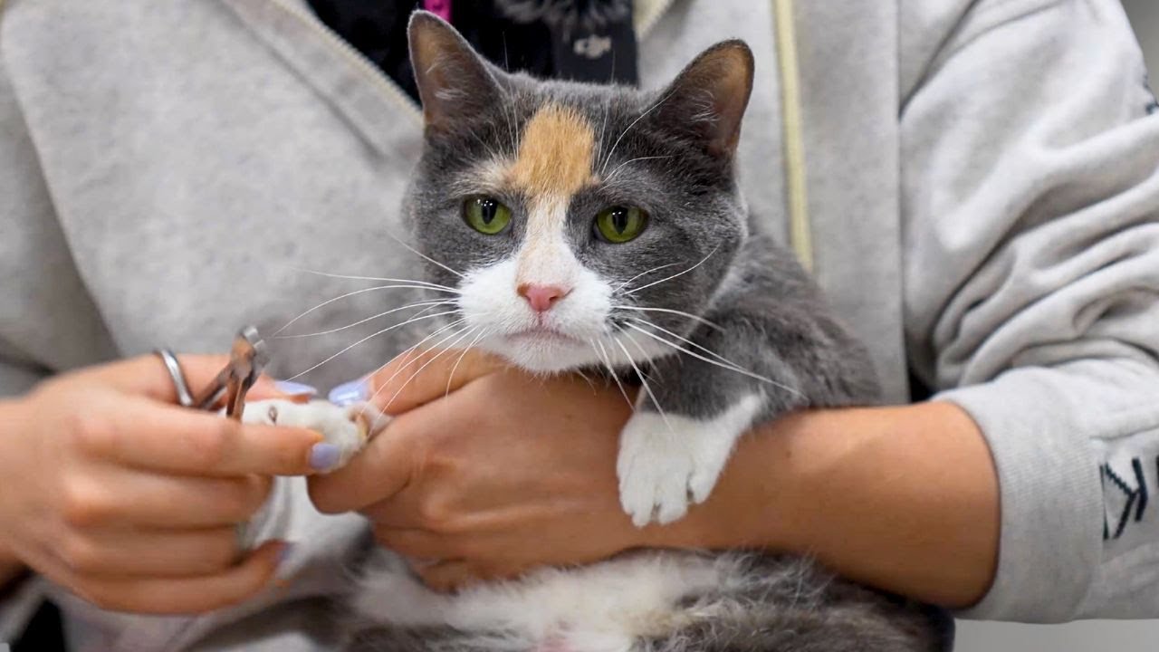 A gorgeous Calico Cat that LIKES TUBES!