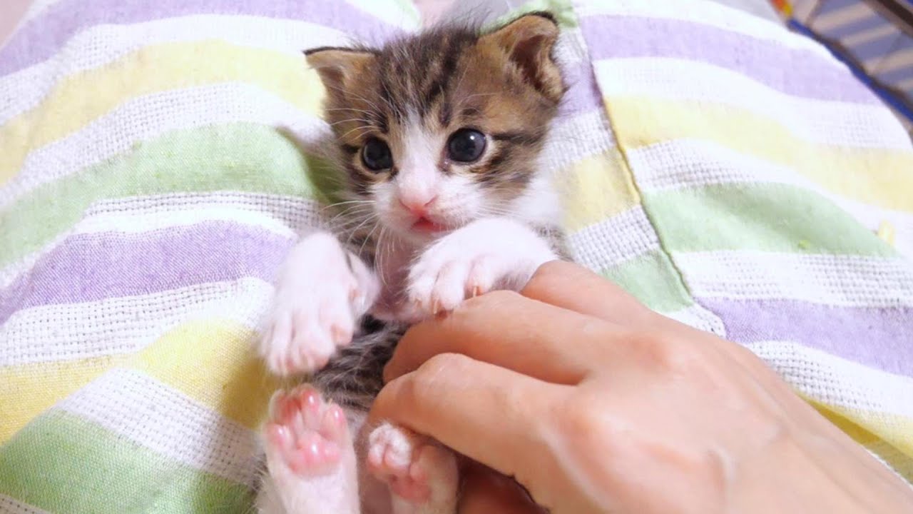 После этого этот милый котёнок примет странную позу [Котенок, кот под защитой]
