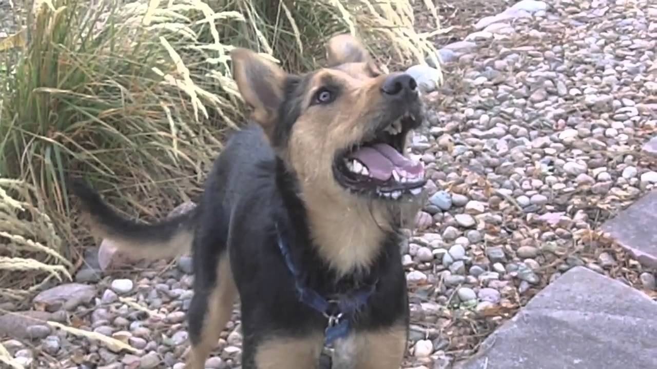 Sadie IS Hyper for Squirrels and Bunnies