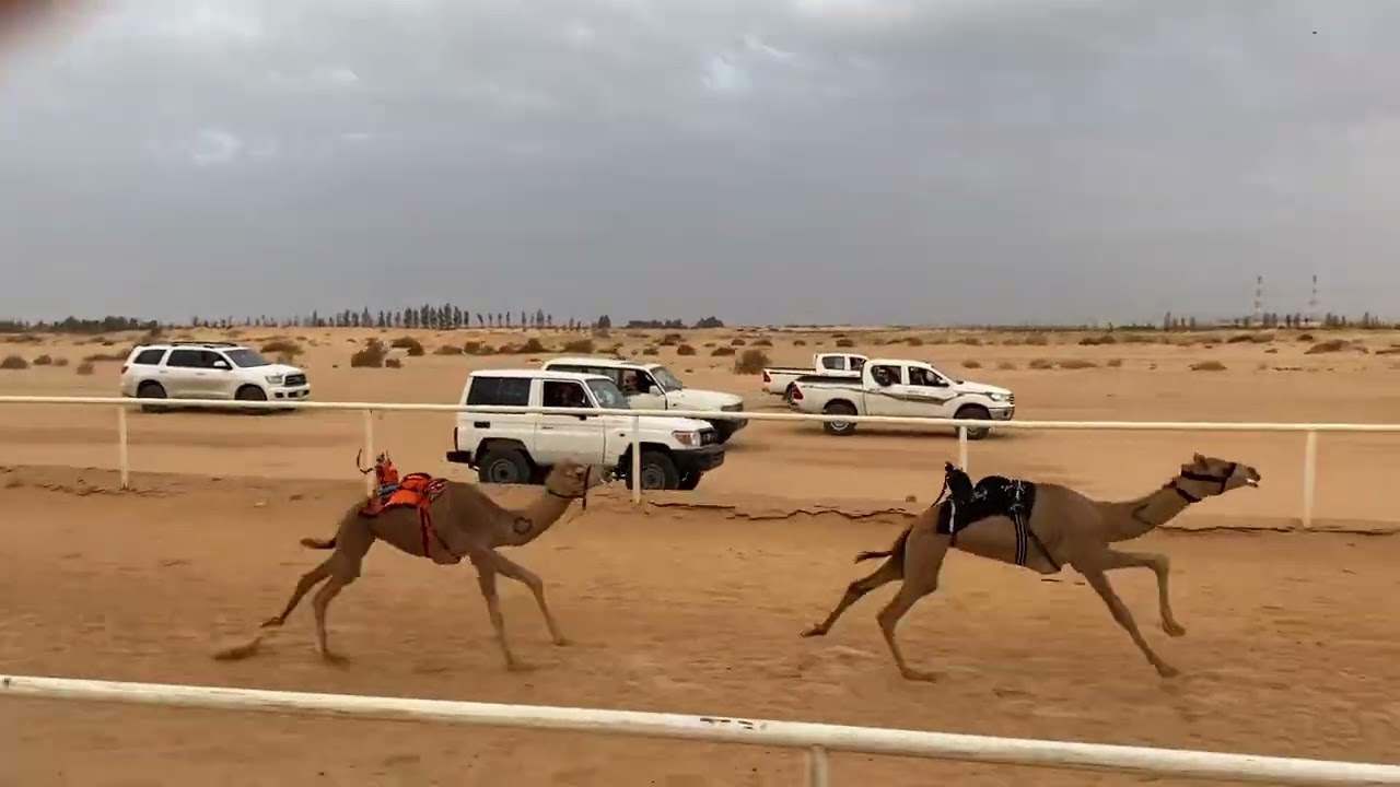 مدهال/ زياد بن دعيجاء الشراري