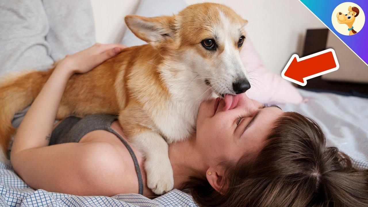 DAS passiert, wenn du jede Nacht mit deinem Hund IM BETT schläfst!