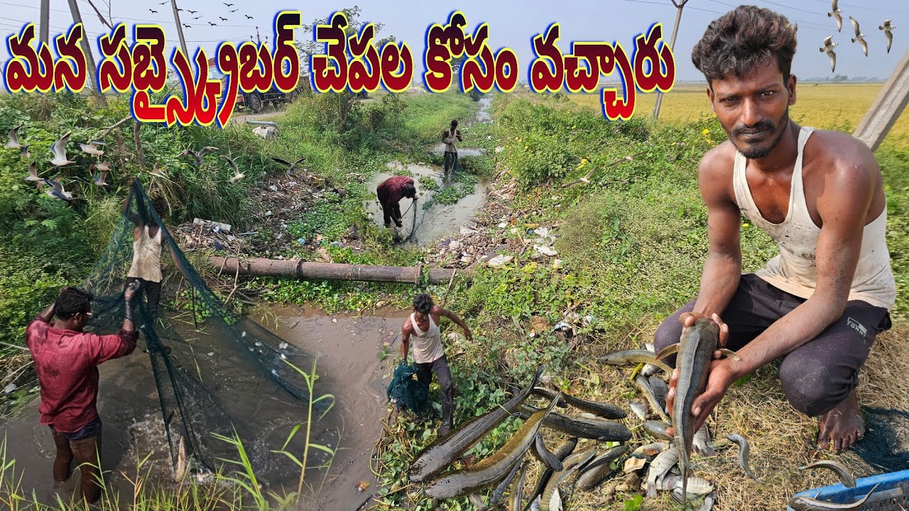 మన సబ్స్క్రైబర్ చేపలకోసం వచ్చారు#village #koramenu #hunting videos #penumudi #fishing #prawnshunting