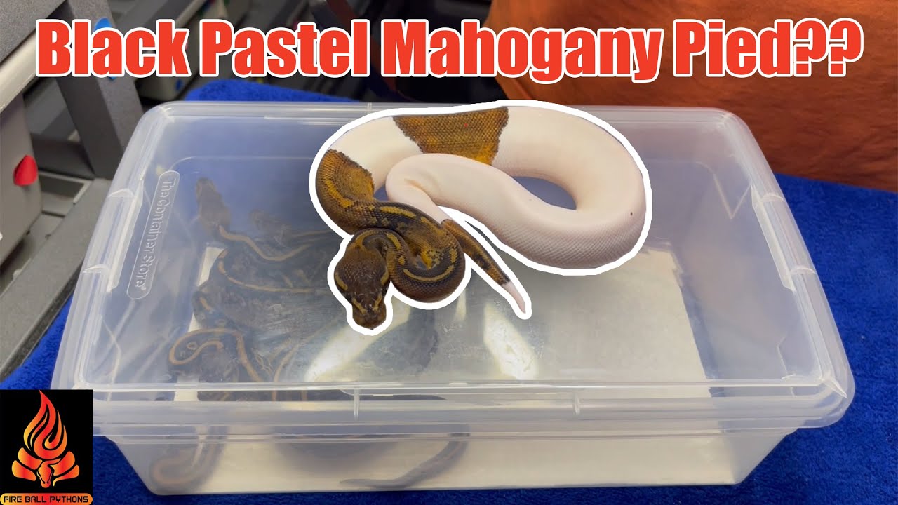 Did We Hit Black Pastel Mahogany Pied?? #eggcutting #ballpython #snakes