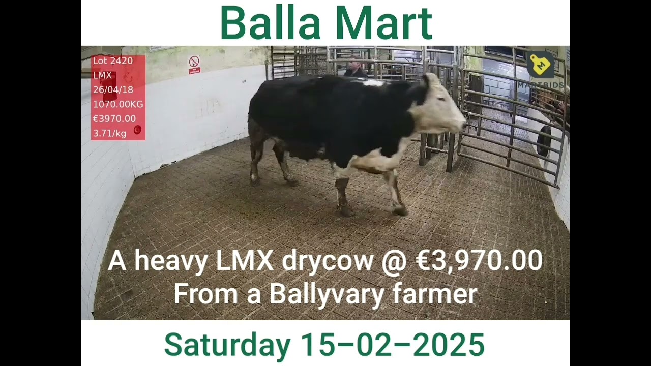 Balla Mart Saturday 15-02-2025