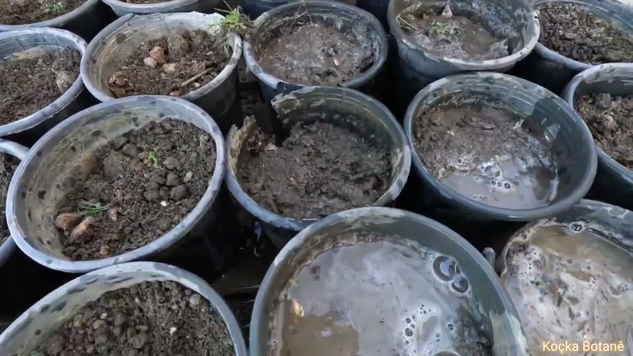 ÇANDUNA MEŞTELÊ(2)23 Şubat 2026