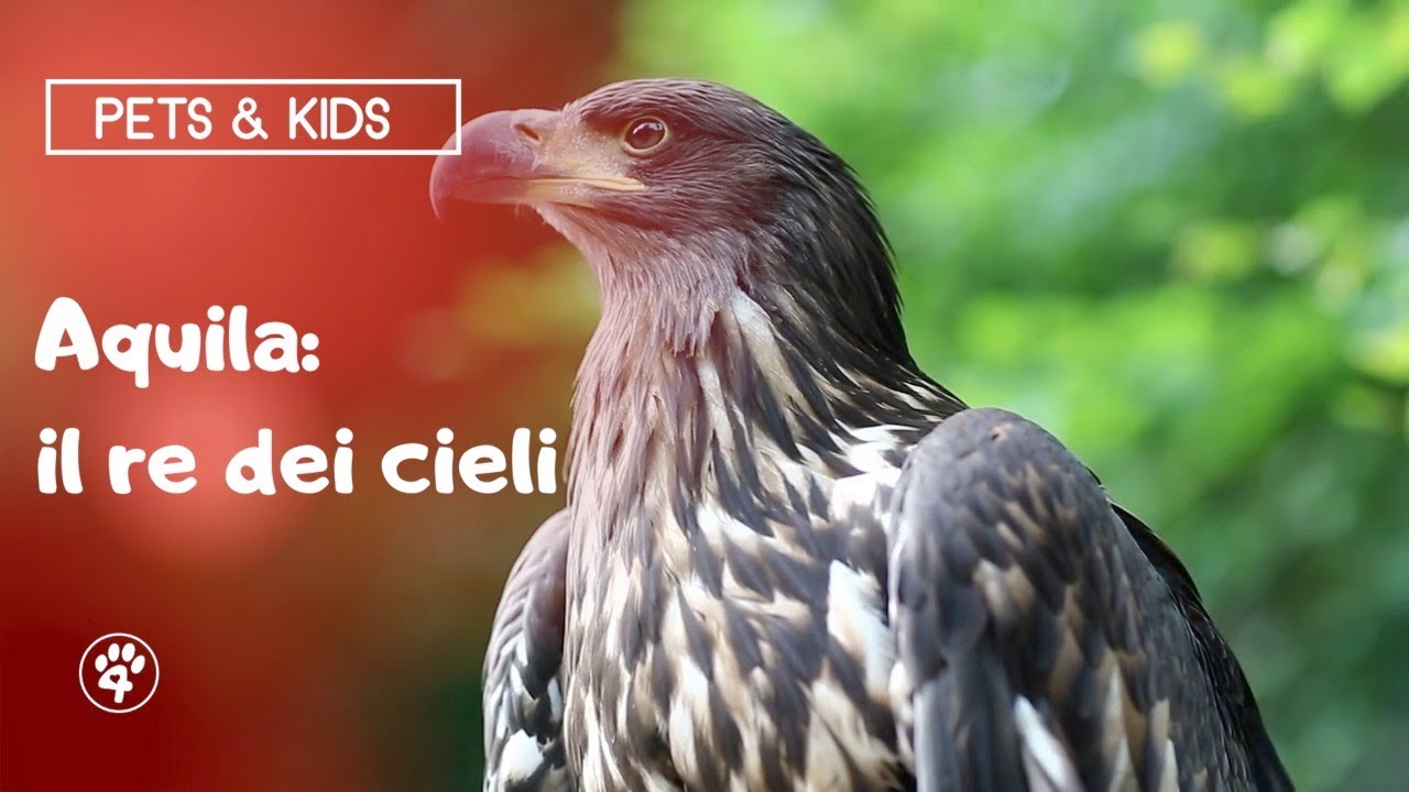 L' Aquila - Pets & Kids | Amoreaquattrozampe.it